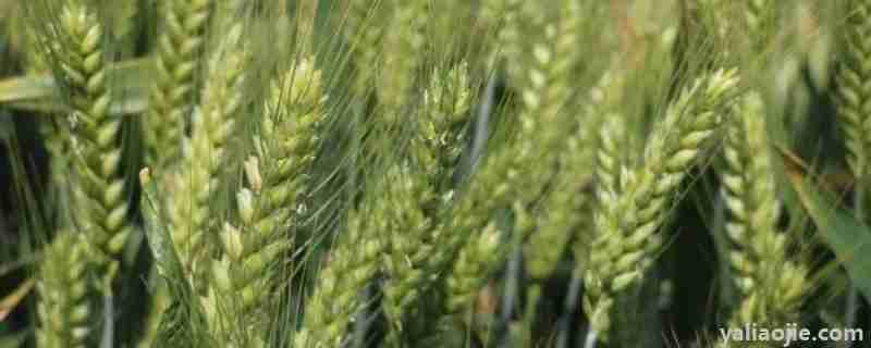 西农20小麦品种介绍和产量咋样(西农20小麦品种介绍价格)